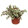 Portulacaria afra Variegata 10,5cm - zonder pot