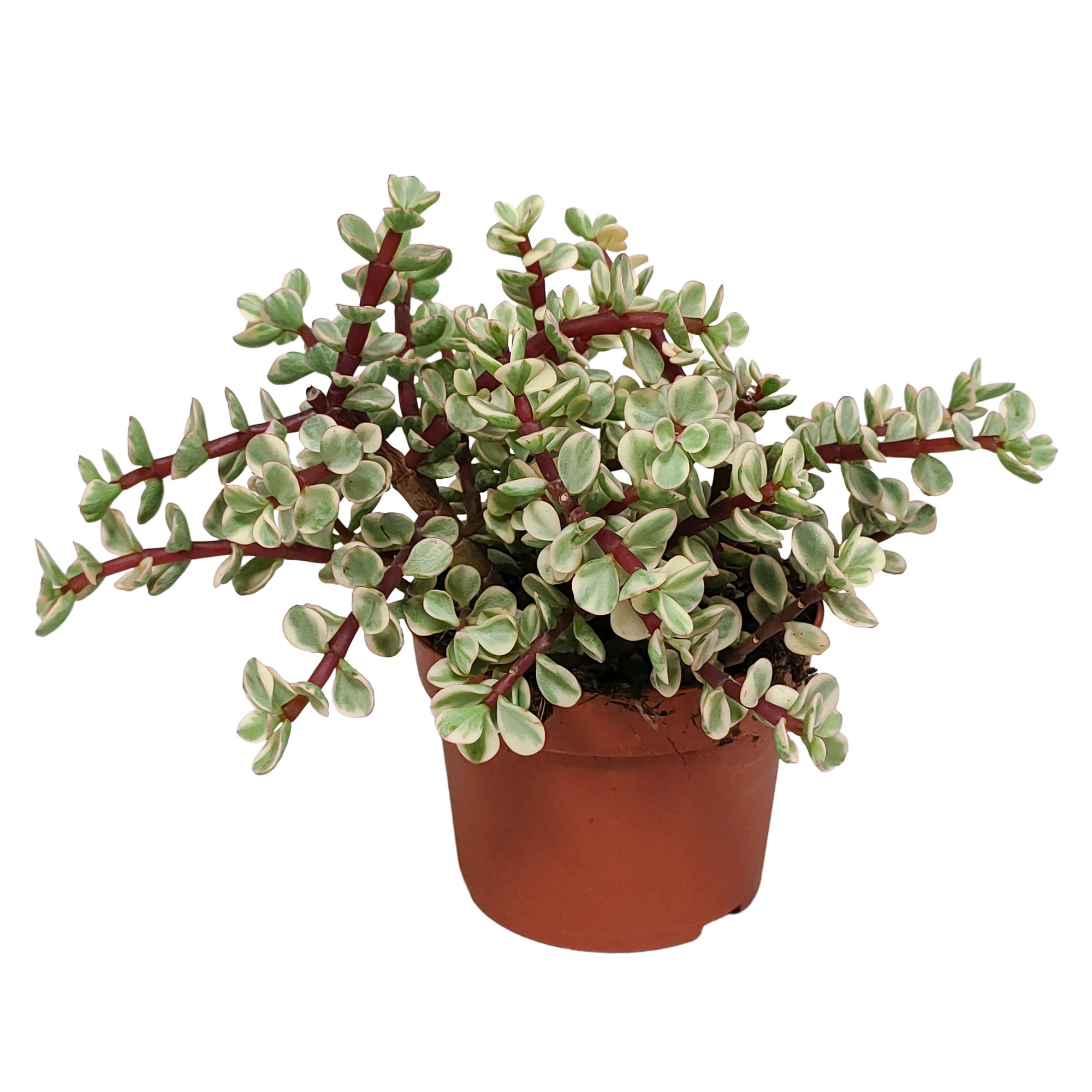 Portulacaria afra Variegata 10,5cm - zonder pot