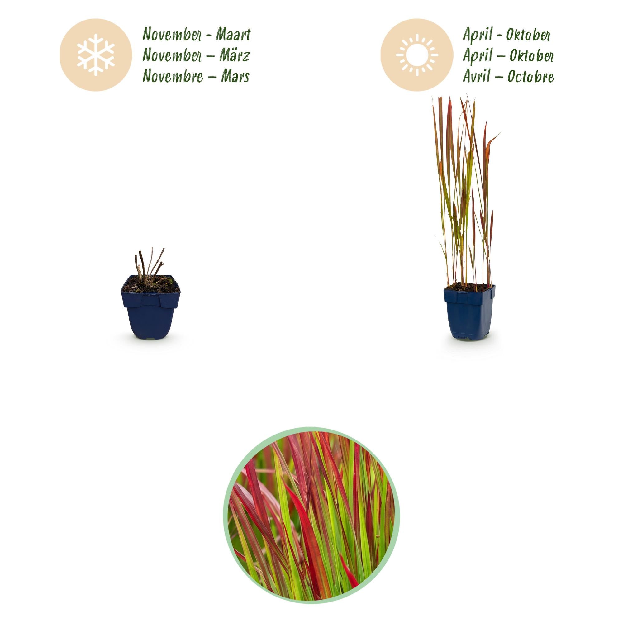 Grassen - Imperata cylindrica Red Baron - Japans bloedgras - Rode uitlopers - Rood - 6 Planten - Pot 11cm - Hoogte 15-25cm