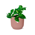 Epipremnum Pinnatum ‘Aureum’ in ELHO Vibes Fold 14cm roze