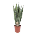 Sansevieria Zeylanica - Ø17cm - ↕60cm