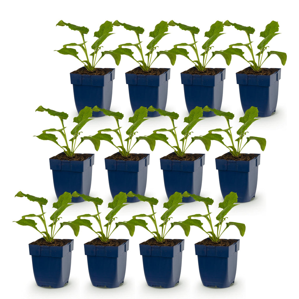 Vasteplant - Echinacea purp. Magnus - Zonnehoed - Bijen- en vlinderlokkers - Roze - 12 Planten - Pot 11cm - Hoogte 15-25cm