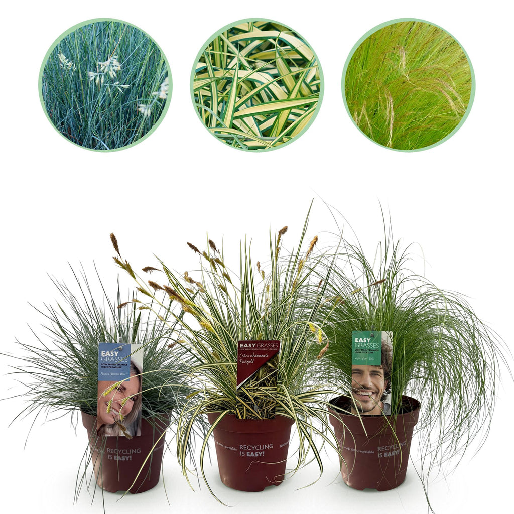 Siergrassen - 3 Planten - Blauw - Geel - Groen - Groenblijvend - Winterhard - Pot 17cm Hoogte 50cm