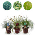 Siergrassen - 3 Planten - Blauw - Geel - Groen - Groenblijvend - Winterhard - Pot 17cm Hoogte 50cm