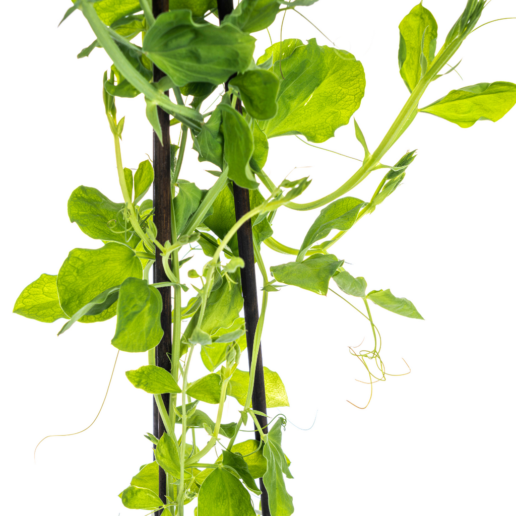 4x Lathyrus Odoratus Ø13 cm - ↕60 cm