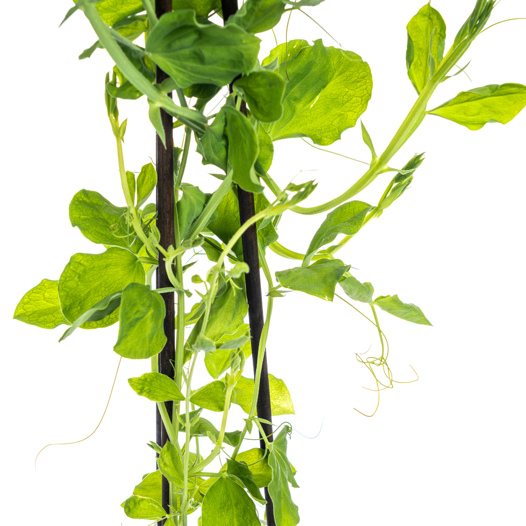 4x Lathyrus Odoratus Ø13 cm - ↕60 cm