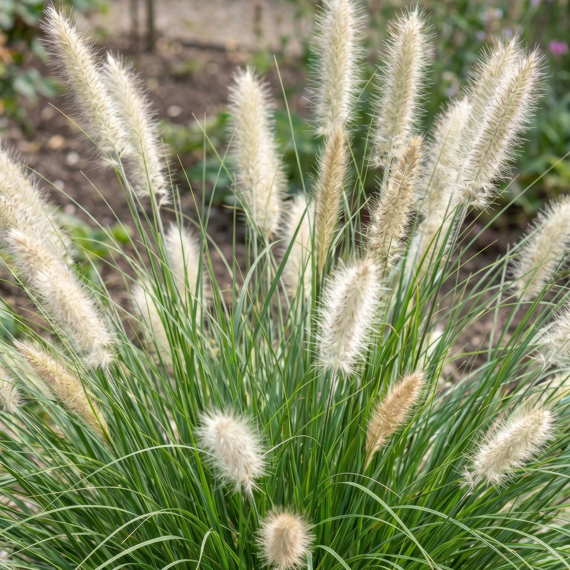Grassen - Pennisetum alop. Little Bunny - Lampenpoetsergras - Met Pluim - Groen - 6 Planten - Pot 11cm - Hoogte 15-25cm
