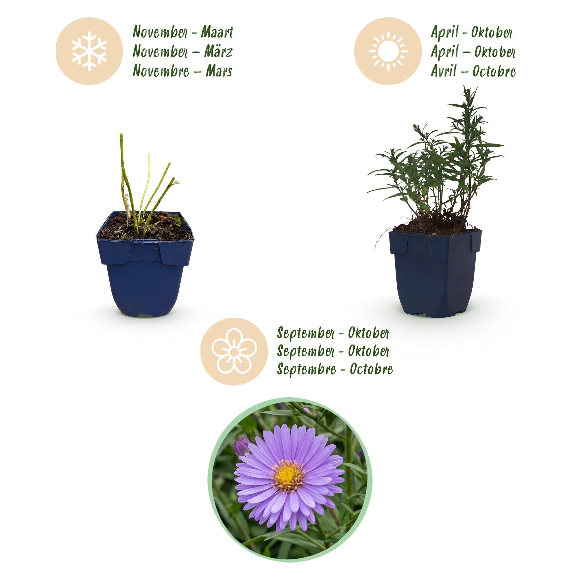 Vasteplant - Aster (D) Mittelmeer - Zeeaster - Bijen en Vlinderlokkers - Paars - 1 Plant - Pot 11cm - Hoogte 15-25cm