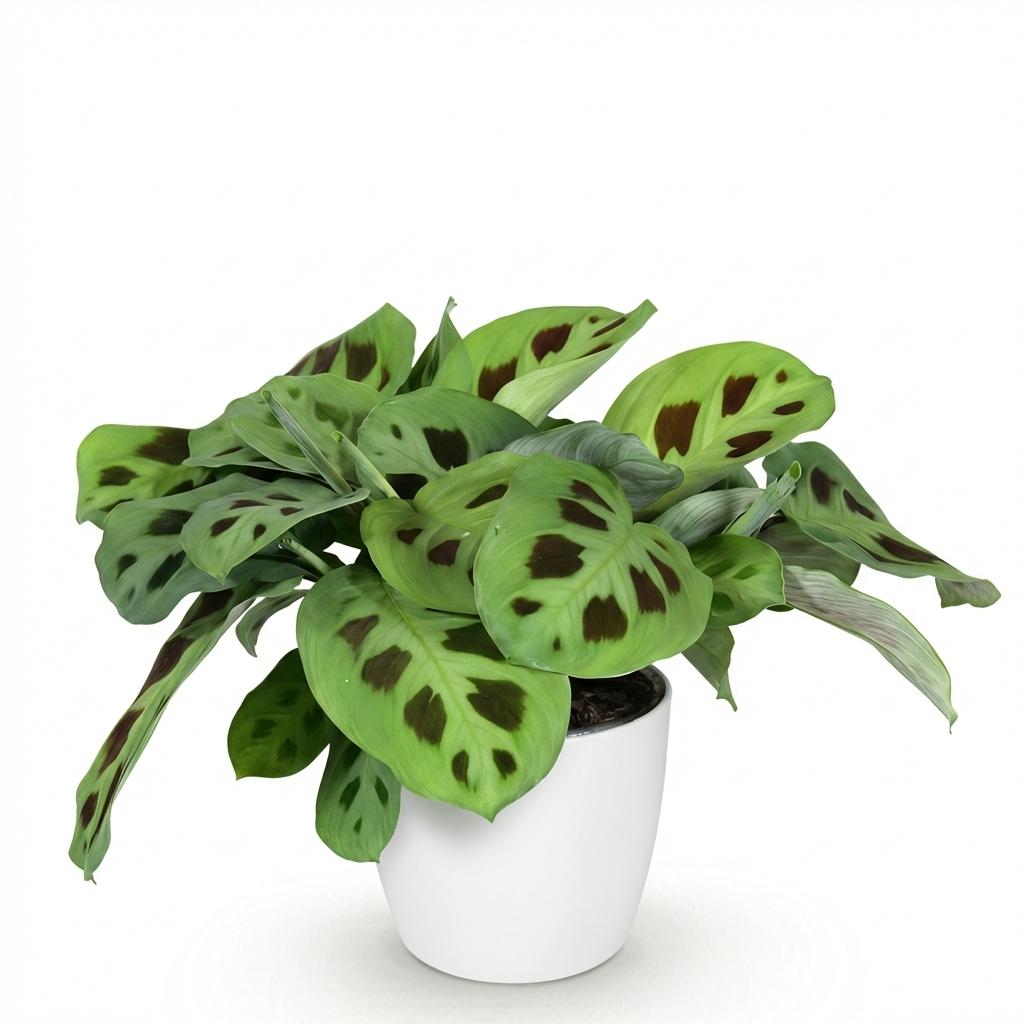 Kamerplant - Maranta Fascinator Kerchoveana - Zebraplant - Huisdiervriendelijke Plant - Groen - 1 Plant - met Potter Wit - Pot 12cm - Hoogte 25cm