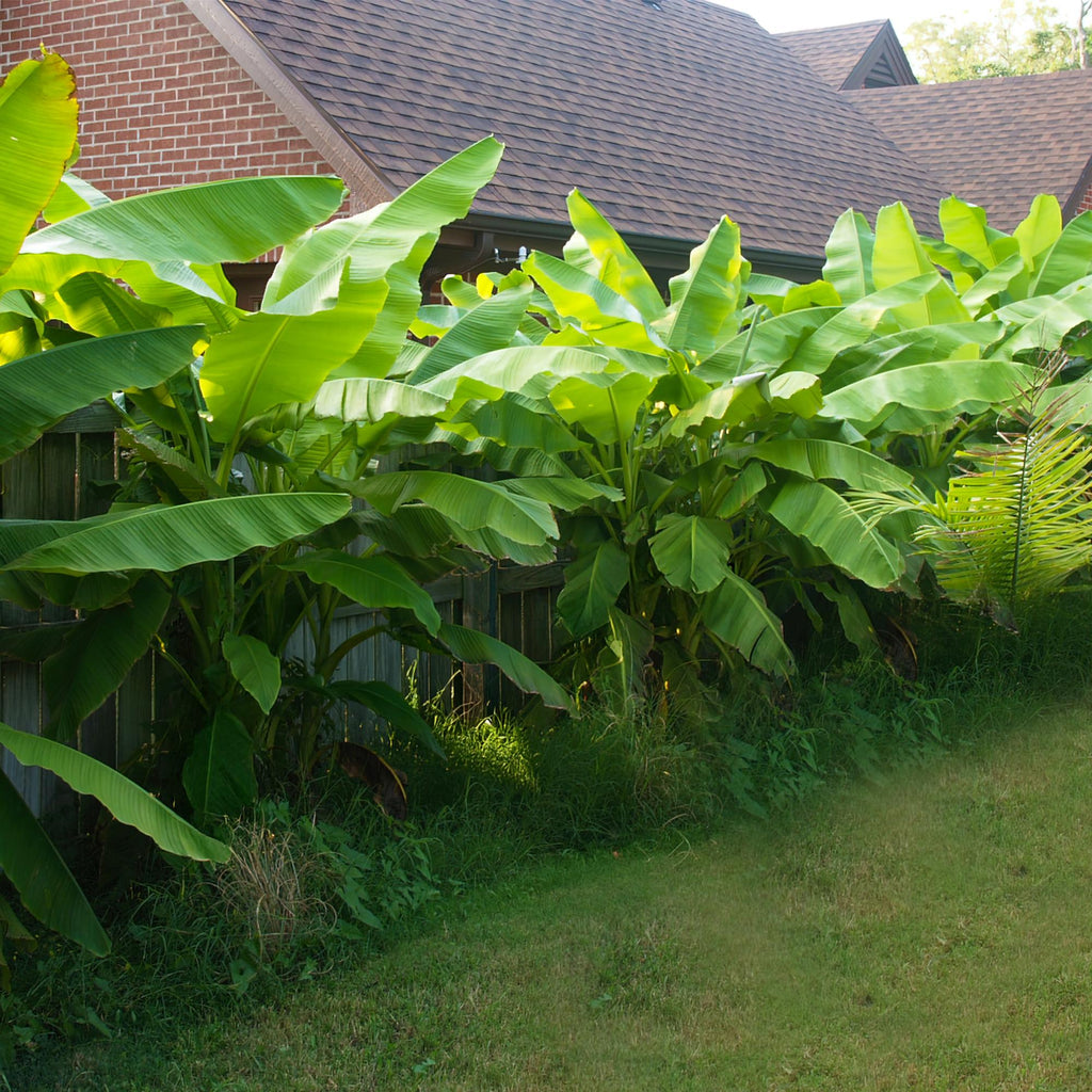 Fruitplant - Bananen plant - Musa Basjoo - Winterhard - 2 planten - Pot 12cm Hoogte 30cm