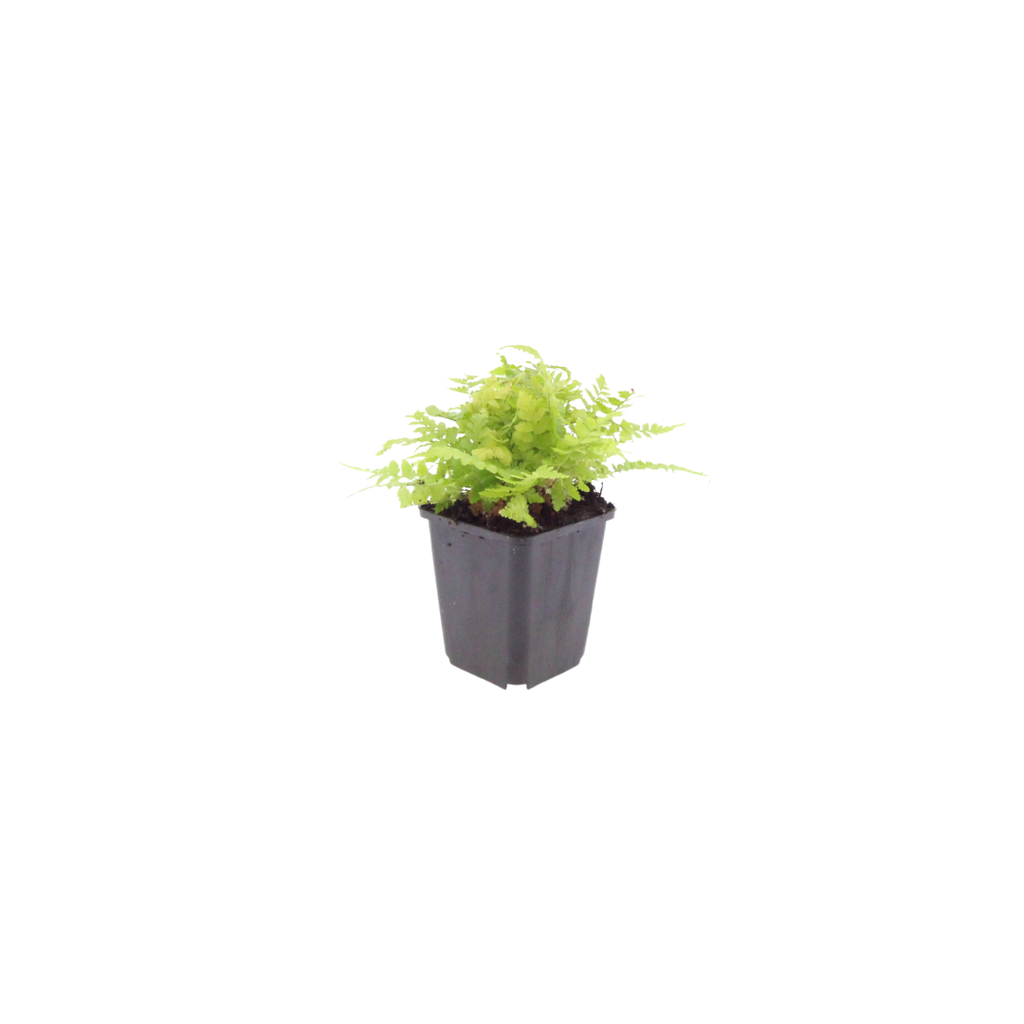24x Dryopteris filix-mas - ↕10-25cm - Ø9cm