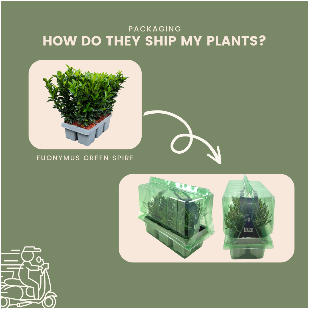 12x Euonymus 'Green Spire' 2x - 12 x Ø 7 cm - ↨ 15 cm