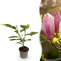 Tuinplant - Magnolia Ricki - Bloem Rood - 1 Plant - Bladverliezend - Weinig Onderhoud - Pot 12cm Hoogte 30cm