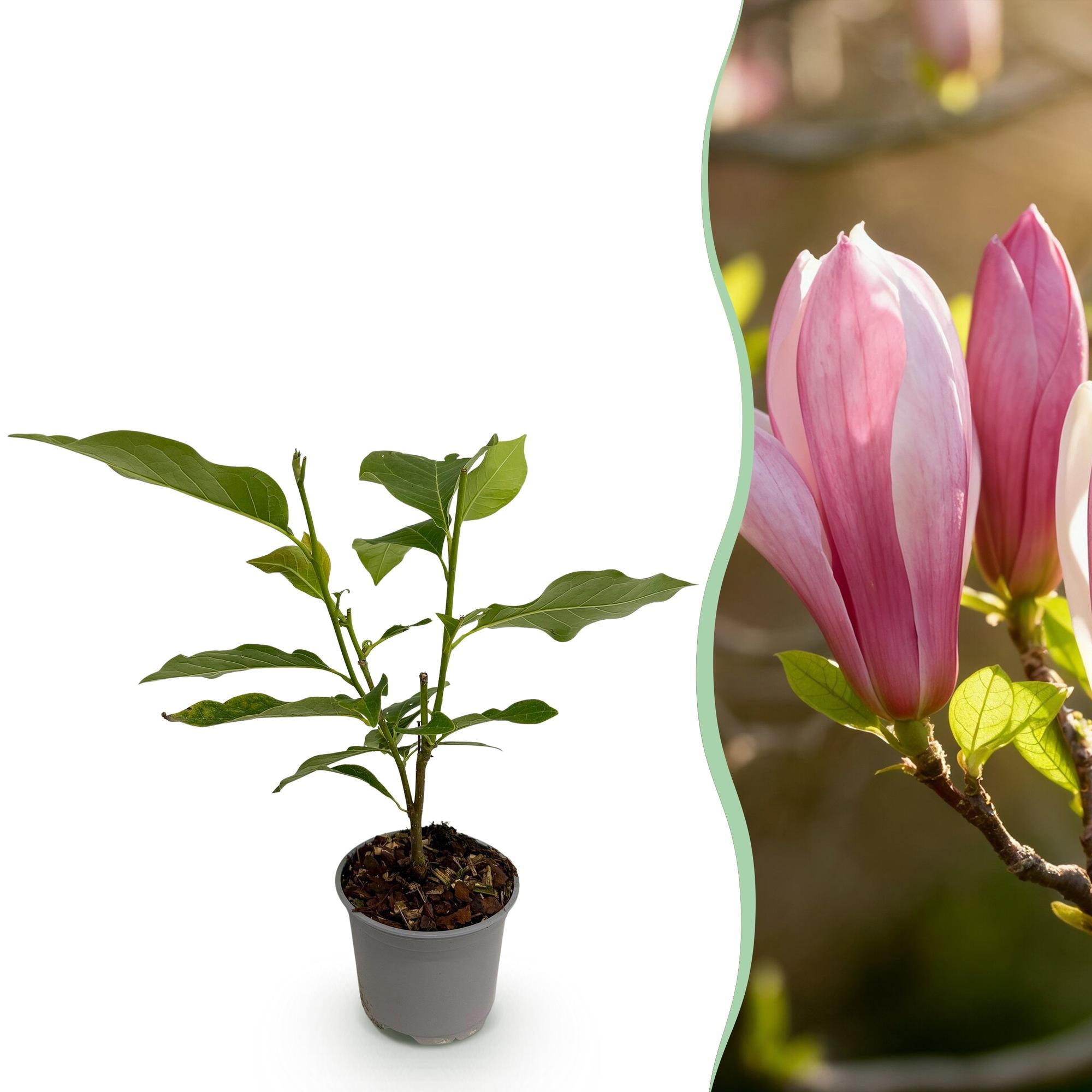Tuinplant - Magnolia Ricki - Bloem Rood - 1 Plant - Bladverliezend - Weinig Onderhoud - Pot 12cm Hoogte 30cm