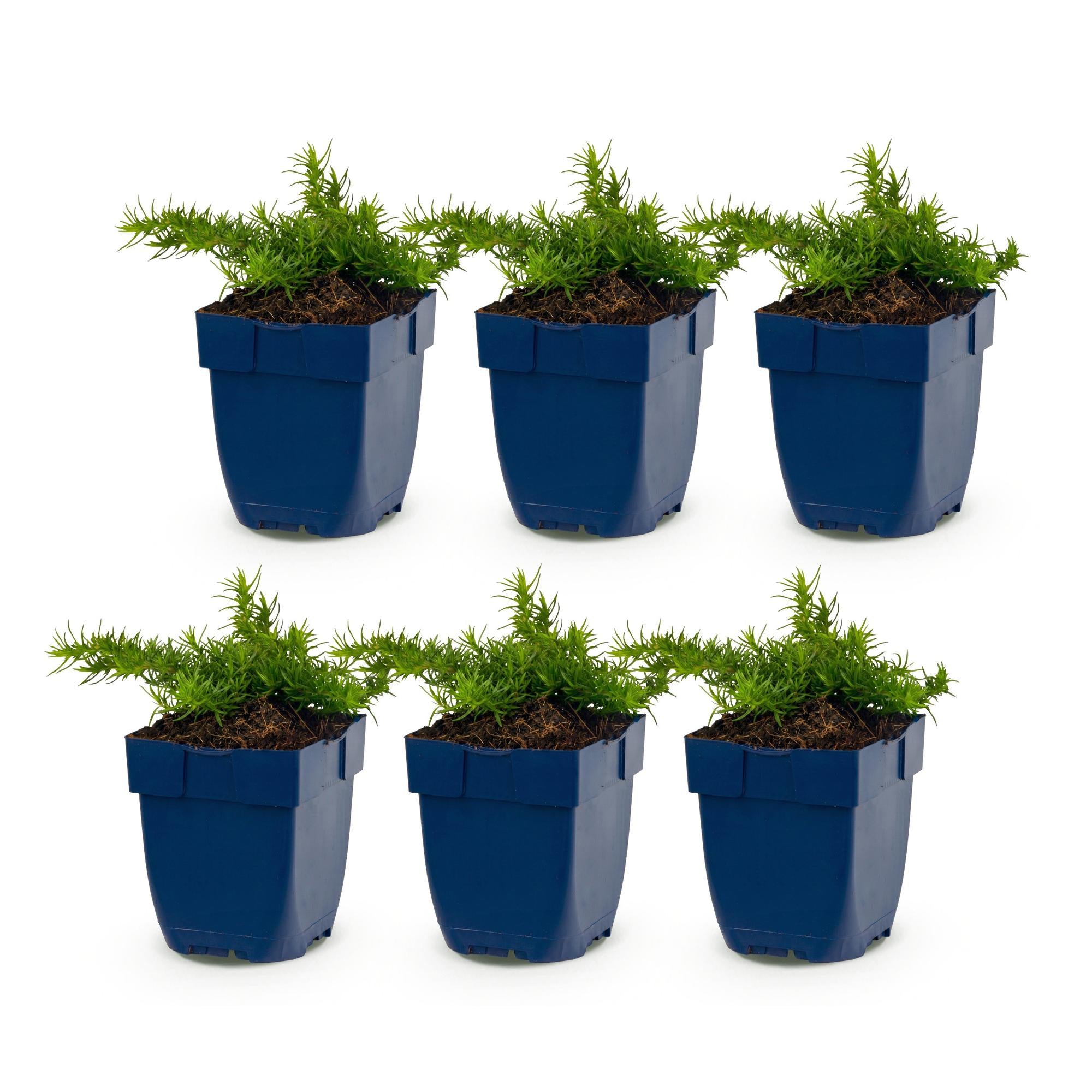 Vasteplant - Phlox Maischnee - Vlambloem - Bodembedekkend - Wit - 6 Plant - Pot 11cm - Hoogte 15-25cm