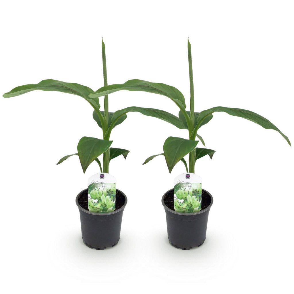 Fruitplant - Bananen plant - Musa Basjoo - Winterhard - 2 planten - Pot 12cm Hoogte 30cm