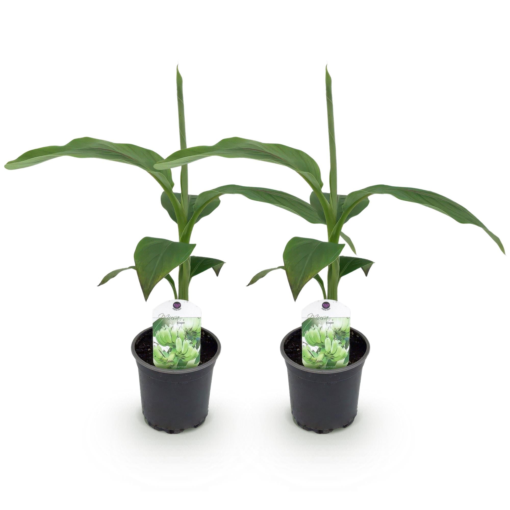 Fruitplant - Bananen plant - Musa Basjoo - Winterhard - 2 planten - Pot 12cm Hoogte 30cm