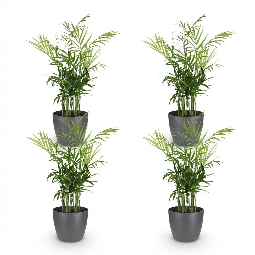 Kamerplant - Chamaedorea elegans - Goudpalm - Huisdiervriendelijke Plant - Groen - 4 Planten - met Potter Grijs - Pot 12cm - Hoogte 15cm