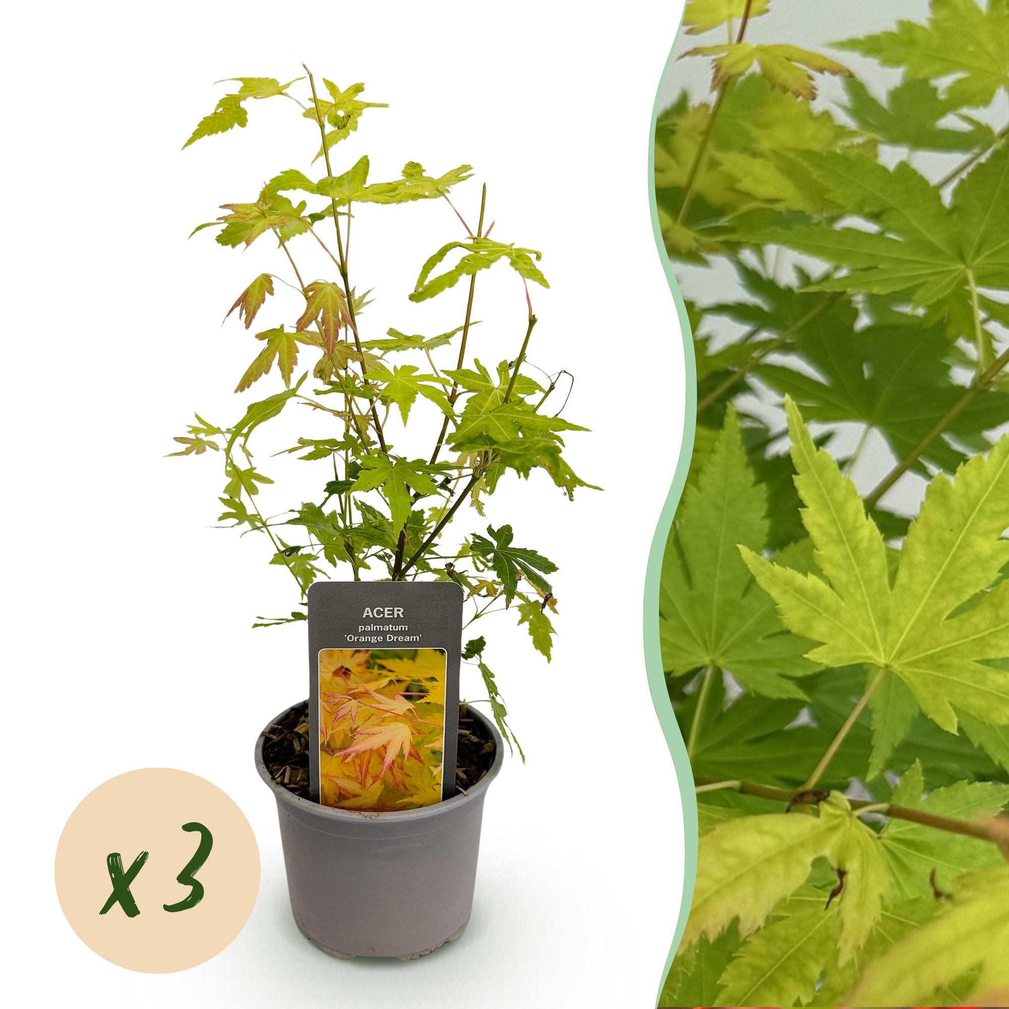 Tuinplant - Acer palmatum Orange Dream - Oranje - 3 Planten - Bladverliezend - Weinig Onderhoud - Pot 12cm Hoogte 35cm