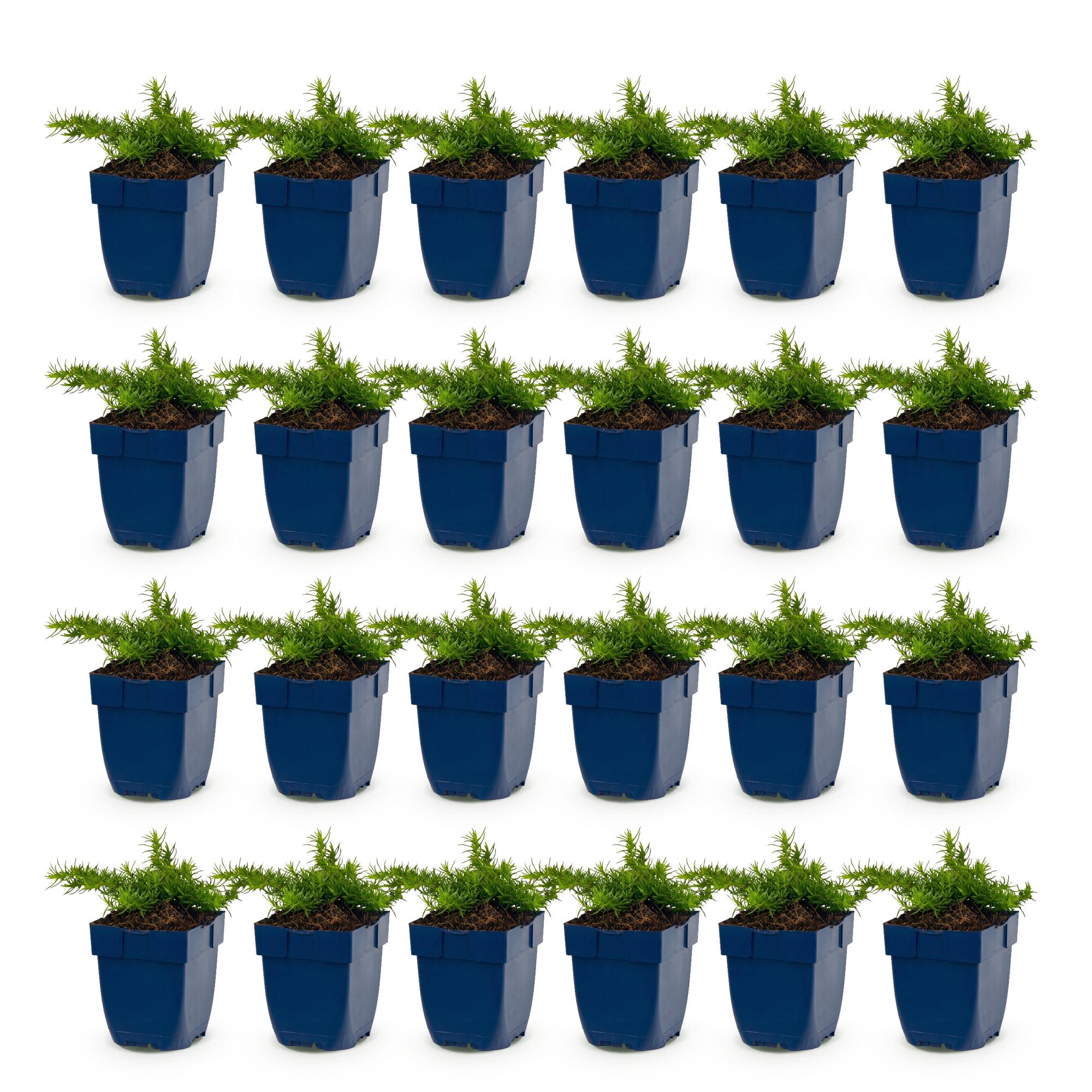 Vasteplant - Phlox Maischnee - Vlambloem - Bodembedekkend - Wit - 24 Planten - Pot 11cm - Hoogte 15-25cm