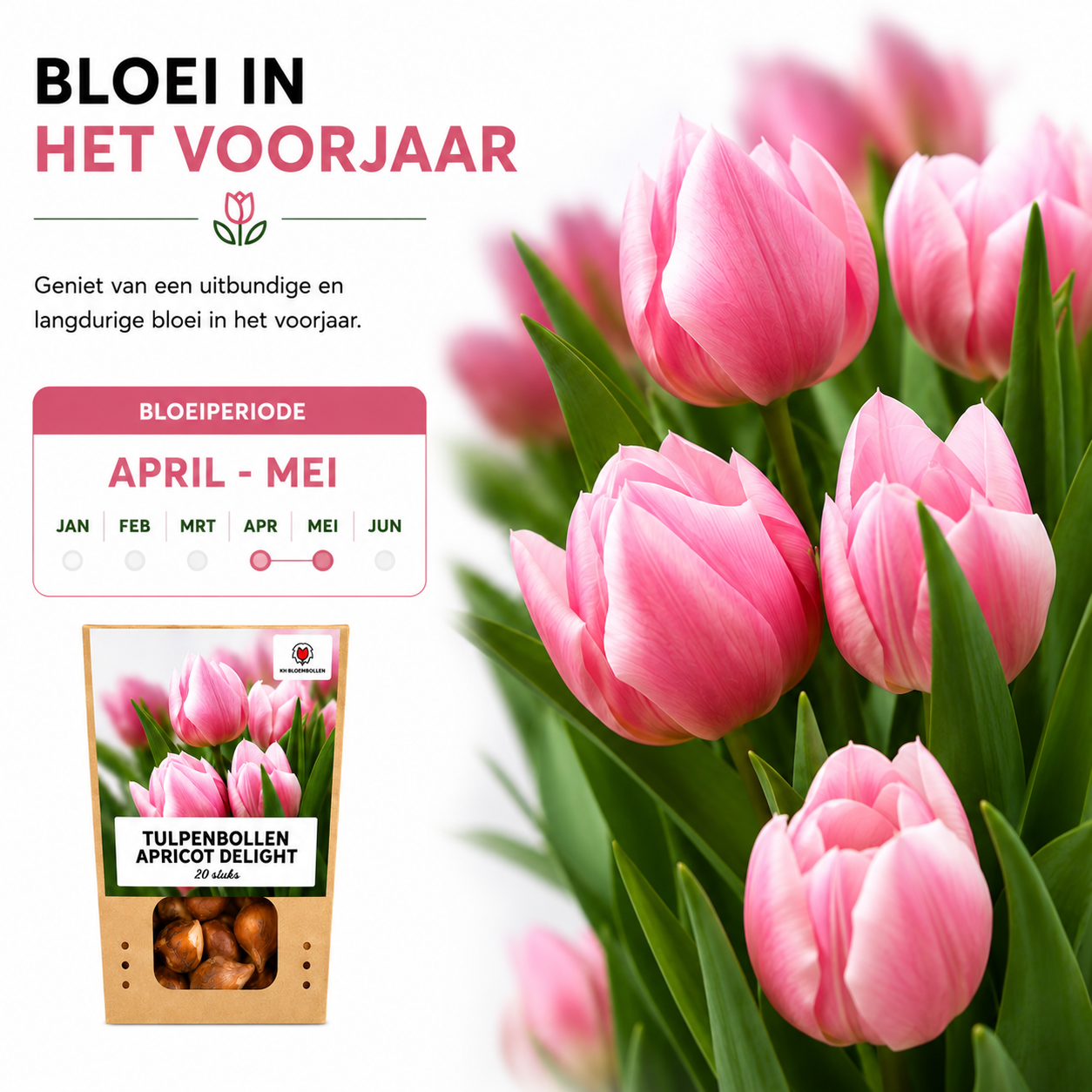 Tulpenbollen Apricot Delight – 20 Stuks | KH Bloembollen® | Roze Apricot Tulp – Zacht & Fris – Cadeau voor Tuin of Pot – Maat 11/12 – Vers van de Teler!
