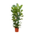 Ficus Lyrata struik - 140 cm - Ø27