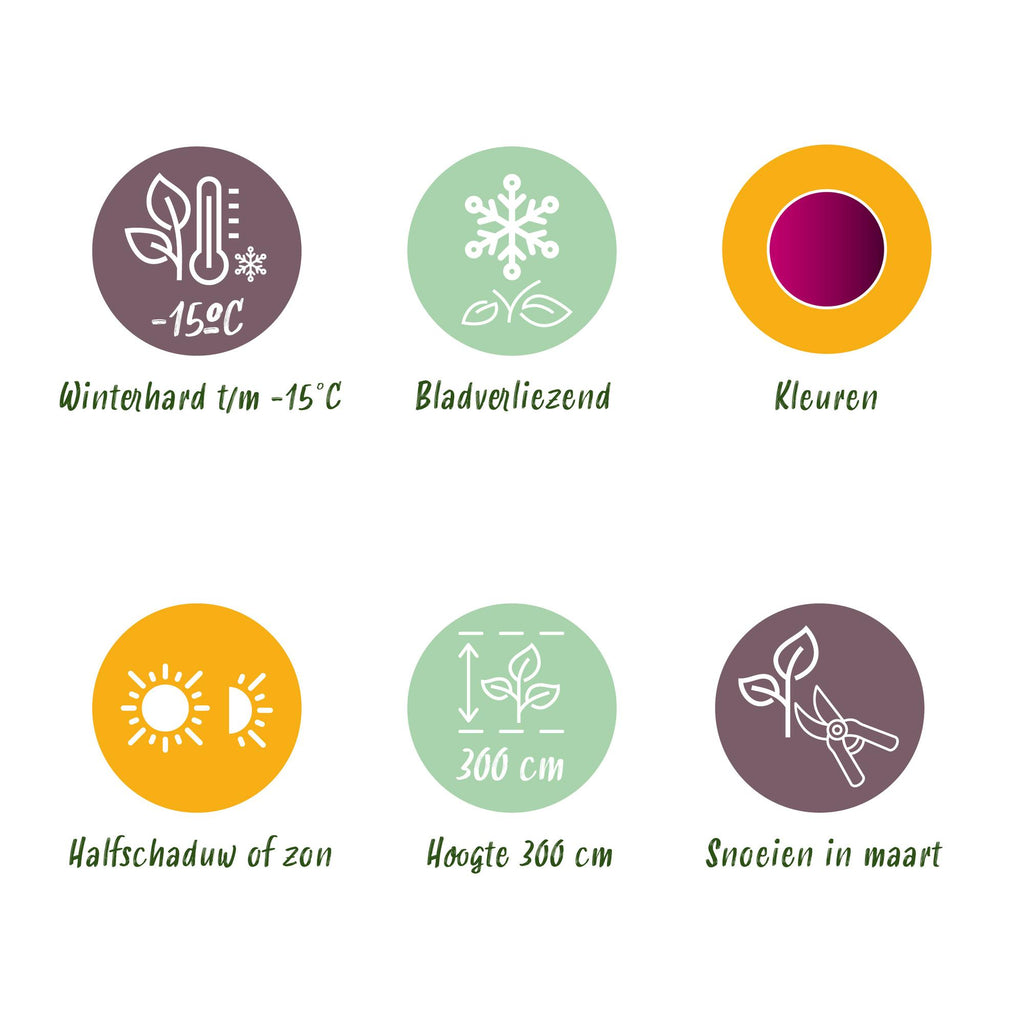Terrasplant - Japanse Esdoorn - Acer palmatum Bloodgood - Rood - 2 Planten - Bladverliezend - Pot 19cm Hoogte 70cm