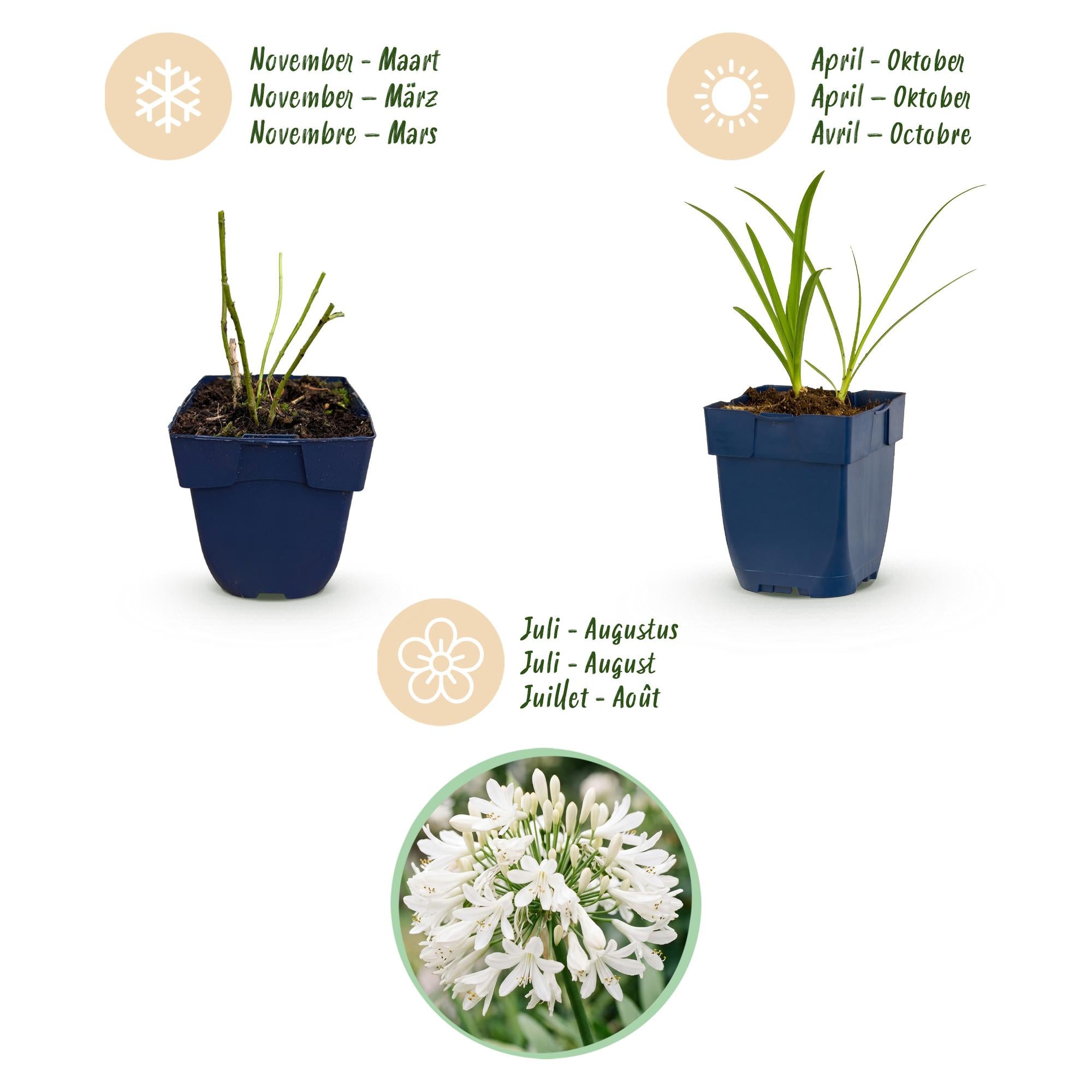 Vasteplant - Agapanthus africanus Albus - Afrikaanse Lelie - Bijen en Vlinderlokkers - Wit - 1 Plant - Pot 11cm - Hoogte 15-25cm