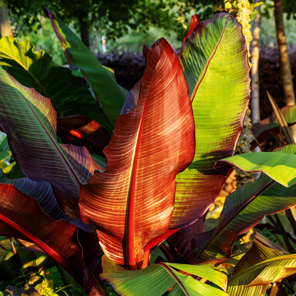 Fruitplant - Bananen plant - Ensete ventricosum Maurelli - Winterhard - 4 planten - Pot 12cm Hoogte 30cm
