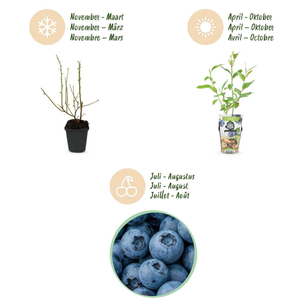 Fruitplanten - Blauwe Bes - Vaccinium corymbossum Goldtraube - Winterhard - 6 Planten - Pot 9 cm - Blauwe Bes