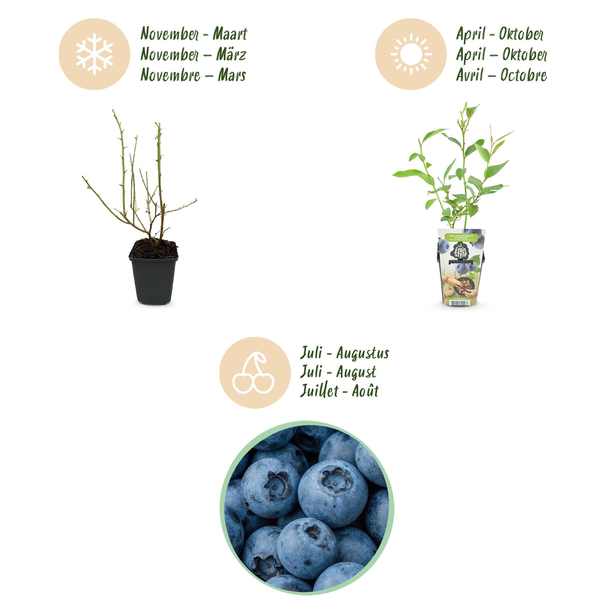 Fruitplanten - Blauwe Bes - Vaccinium corymbossum Goldtraube - Winterhard - 6 Planten - Pot 9 cm - Blauwe Bes