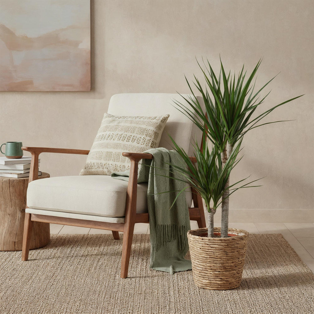 Green is... Kamerplanten - Dracaena Marginata - Drakenbloedboom - Weinig onderhoud - Groen - 1 Plant - Pot 21cm - Hoogte 90-100cm