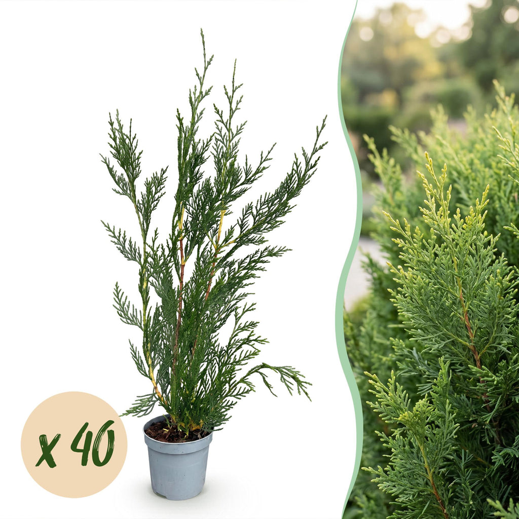 40x Cupressocyparis leylandii 2011 - Leylandii - Haagplanten - Groenblijvend - Groen - Pot 9cm - Hoogte 30-40cm