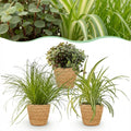 Kamerplant - Cyperus - Calissia - Chlorophytum - Mix van 3 - Huisdiervriendelijke Planten - Groen - 3 Planten - met Mand - Pot 12cm - Hoogte 20cm