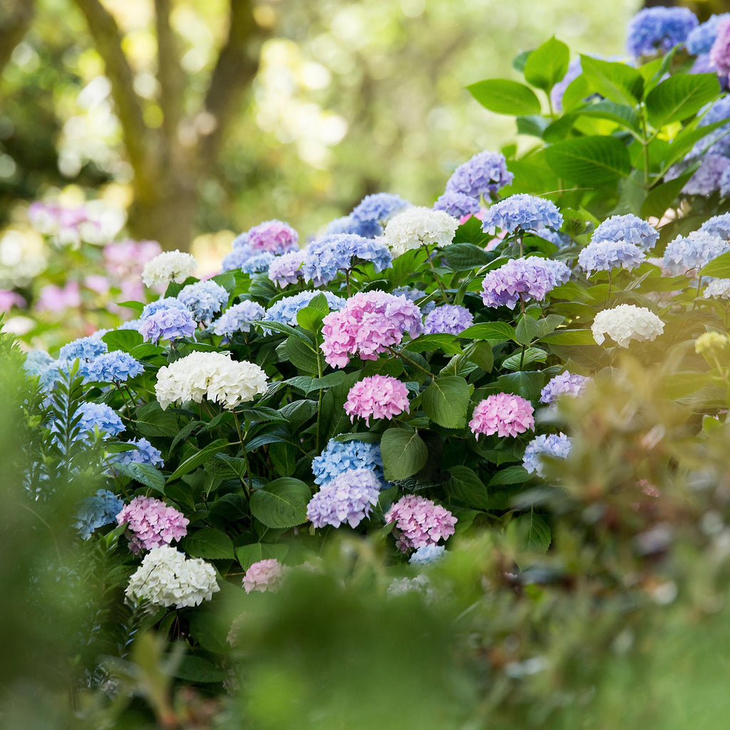 Tuinplant - Hydrangea Endless Summer Blue - Pink - White - Hortensia - Winterhard - Blauw - Roze - Wit - 3 Planten - Pot 14cm - Hoogte 20-25cm