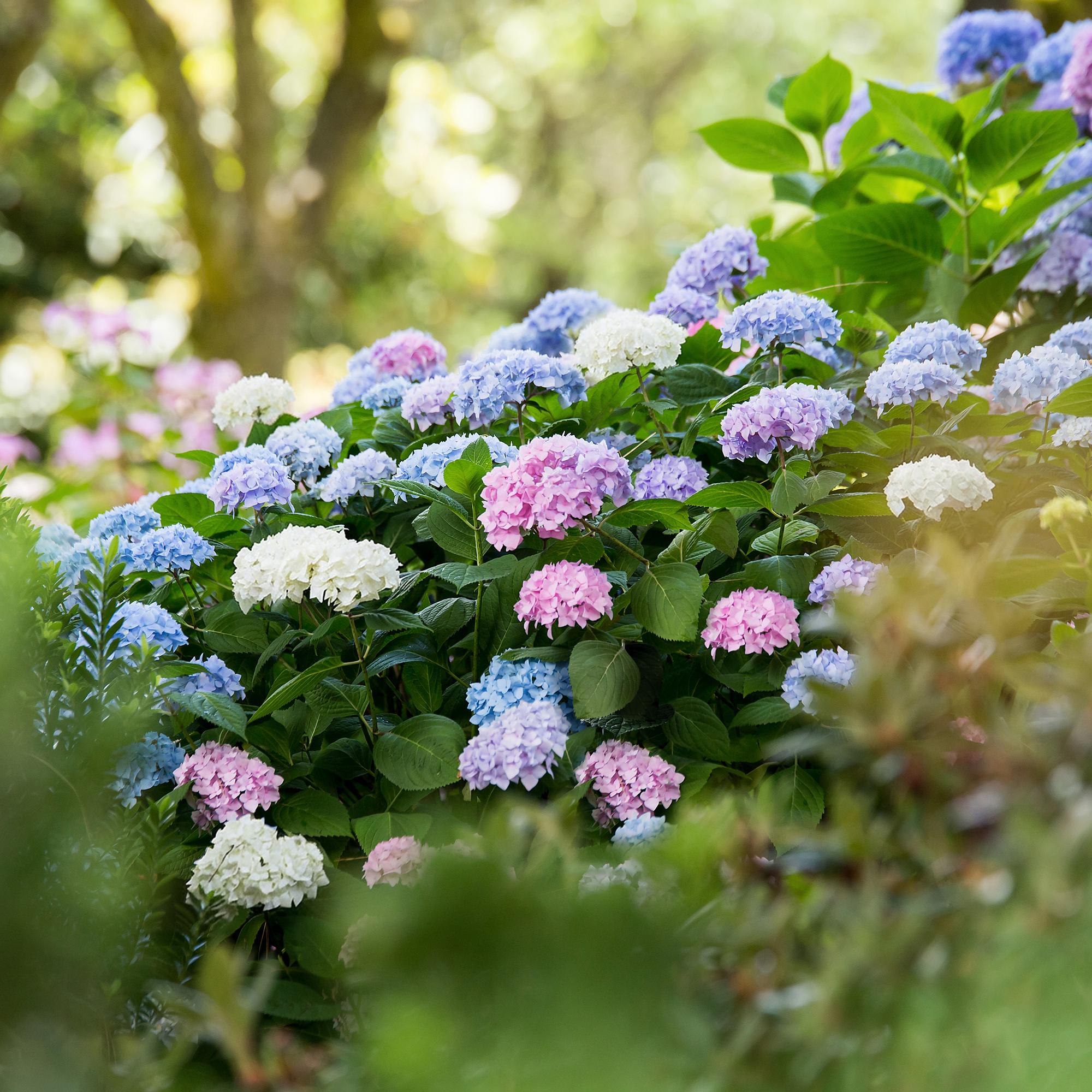 Tuinplant - Hydrangea Endless Summer Blue - Pink - White - Hortensia - Winterhard - Blauw - Roze - Wit - 3 Planten - Pot 14cm - Hoogte 20-25cm