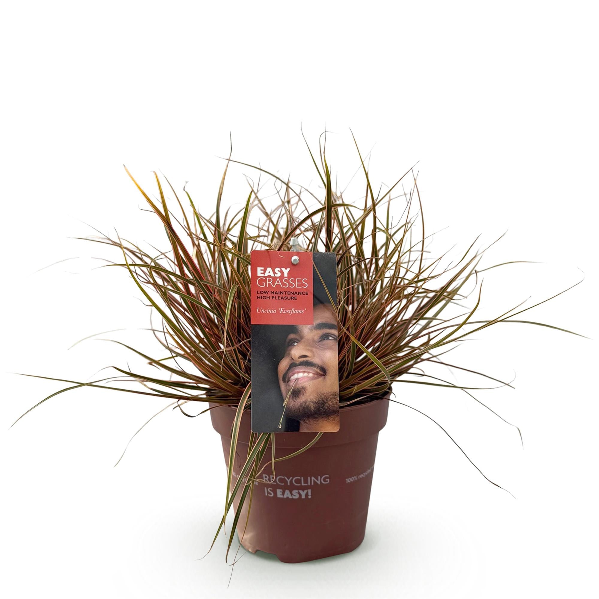 Siergrassen - Uncinia rubra Everflame  - Rood - 1 Plant - Groenblijvend - Winterhard - Pot 17cm Hoogte 50cm