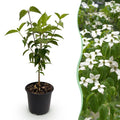 Tuinplant - Cornus kousa chinensis - Bloem Wit - 1 Plant - Bladverliezend - Weinig Onderhoud - Pot 12cm Hoogte 35cm