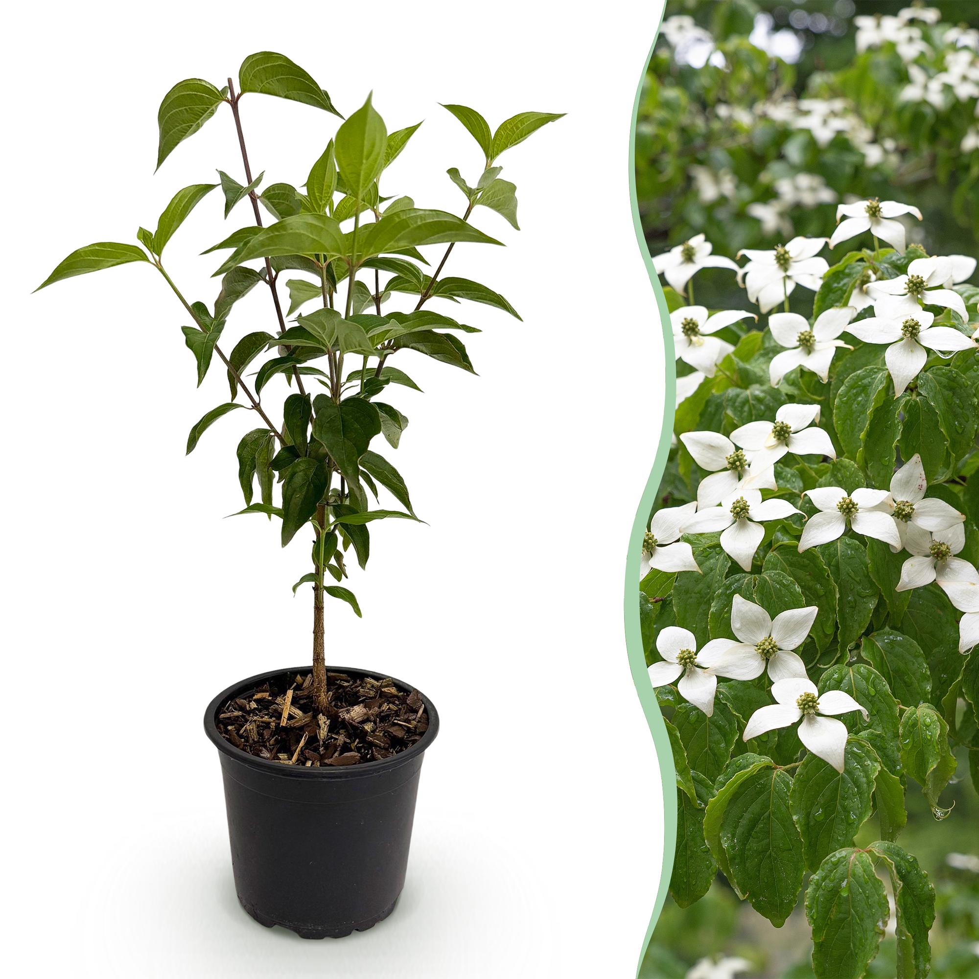 Tuinplant - Cornus kousa chinensis - Bloem Wit - 1 Plant - Bladverliezend - Weinig Onderhoud - Pot 12cm Hoogte 35cm