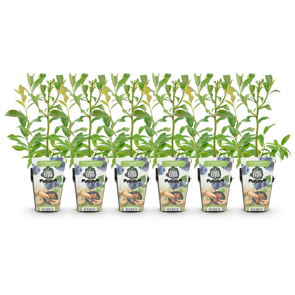 Fruitplanten - Blauwe Bes - Vaccinium corymbossum Bluecrop - Winterhard - 6 Planten - Pot 9 cm - Blauwe Bes