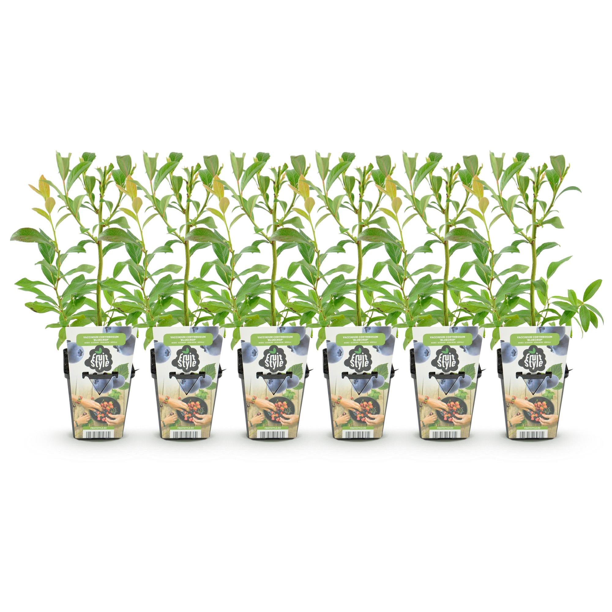 Fruitplanten - Blauwe Bes - Vaccinium corymbossum Bluecrop - Winterhard - 6 Planten - Pot 9 cm - Blauwe Bes