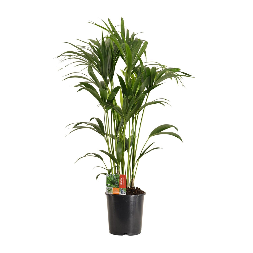 Howea Forsteriana - Ø24cm - ↕120cm