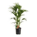 Howea Forsteriana - Ø24cm - ↕120cm