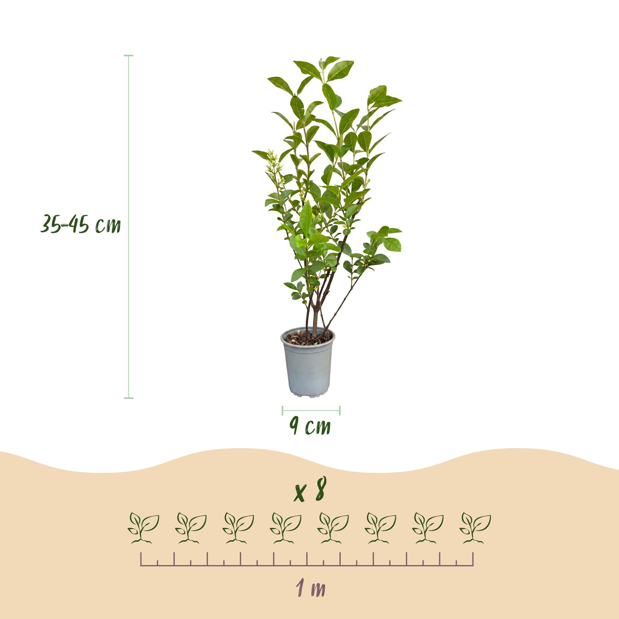 24x Ligustrum ovalifolium - Gewone Liguster - Haagplanten - Groenblijvend - Groen - Pot 9cm - Hoogte 35-45cm