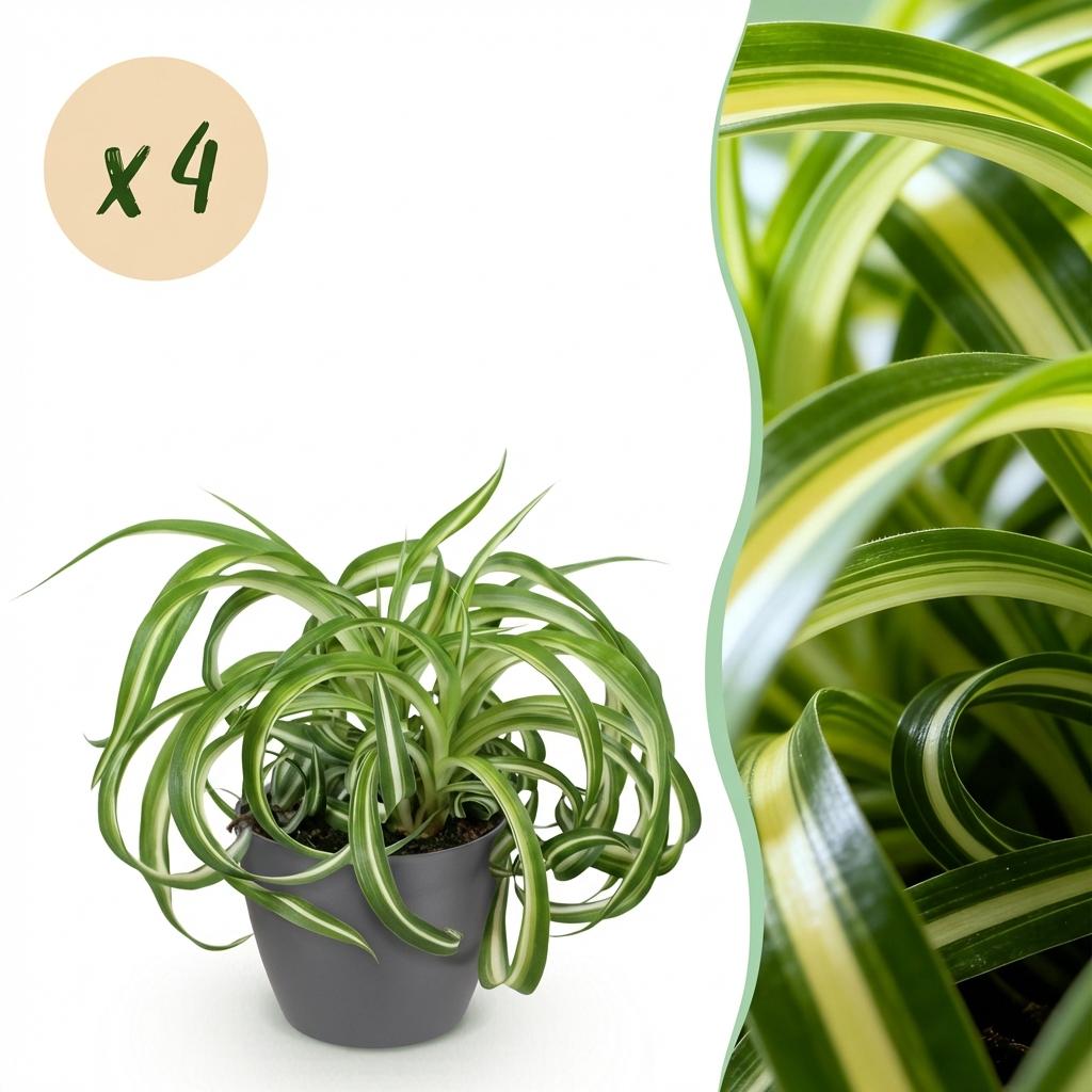 Kamerplant - Chlorophytum comosum Bonnie - Krullende Graslelie - Huisdiervriendelijke Plant - Groen - 4 Planten - met Potter Grijs - Pot 12cm - Hoogte 20cm