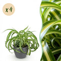 Kamerplant - Chlorophytum comosum Bonnie - Krullende Graslelie - Huisdiervriendelijke Plant - Groen - 4 Planten - met Potter Grijs - Pot 12cm - Hoogte 20cm