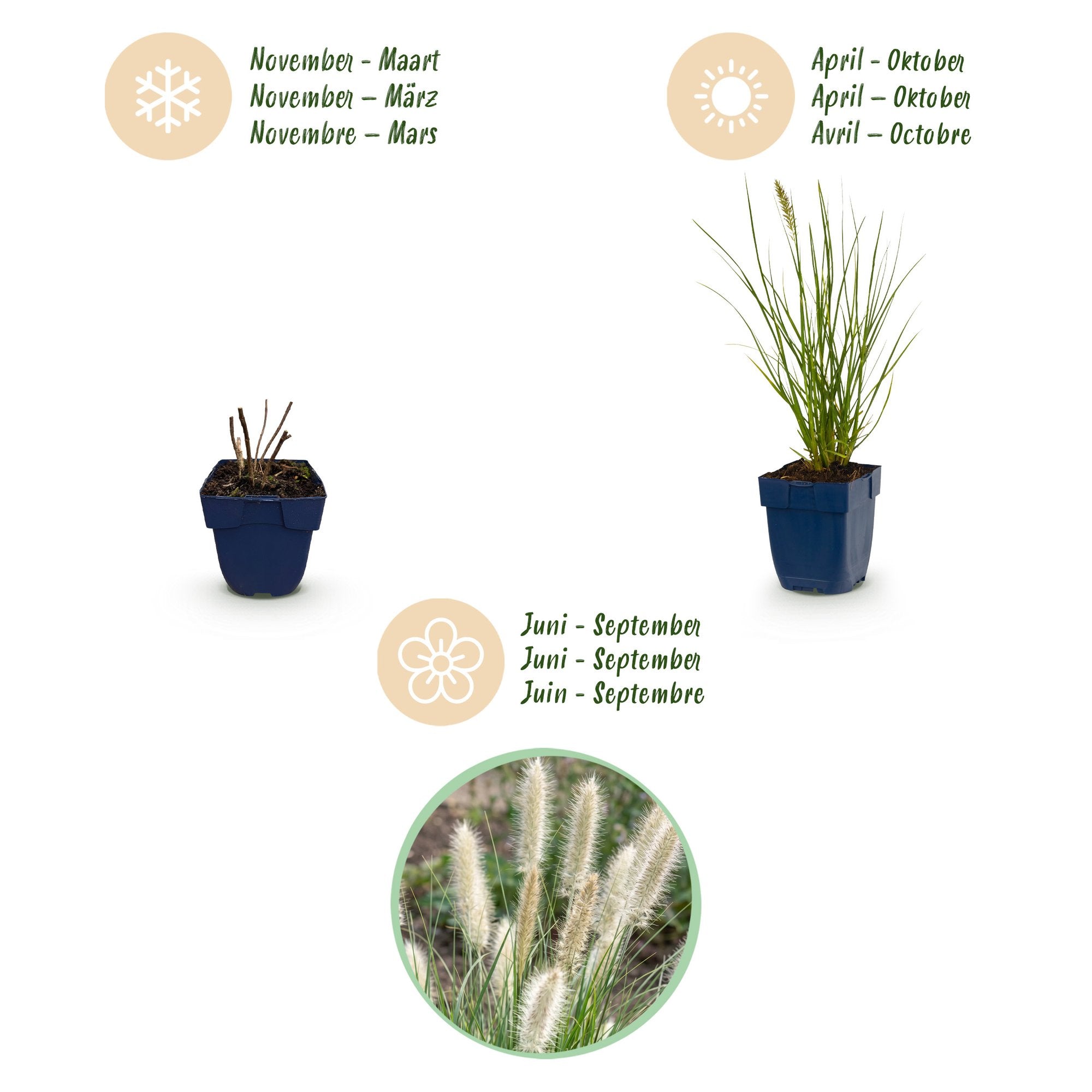 Grassen - Pennisetum alop. Little Bunny - Lampenpoetsergras - Met Pluim - Groen - 1 Plant - Pot 11cm - Hoogte 15-25cm