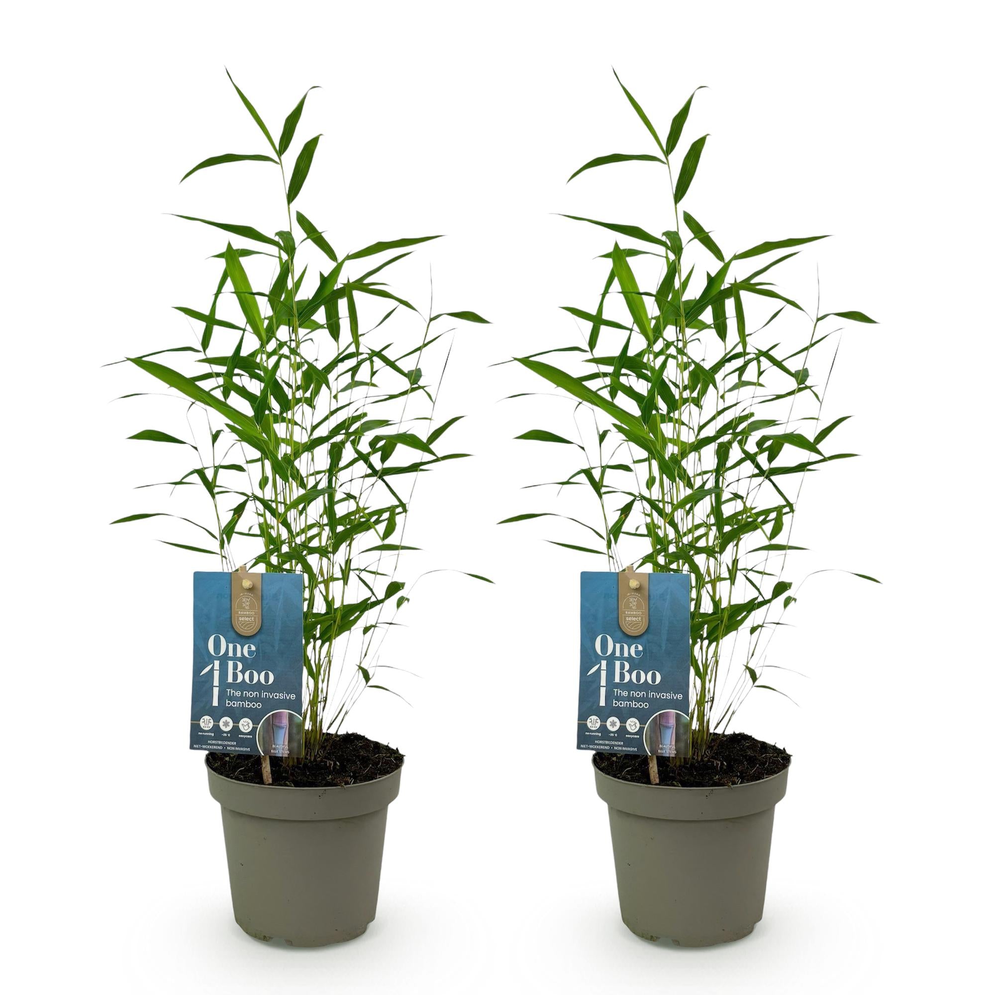 Bamboe - Fargesia Blue Dragon - Groen - 2 Planten - Bladhoudend - Niet Woekerend- Pot 14cm Hoogte 35cm