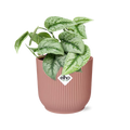 Scindapsus Pictus ‘Trebie’ in ELHO Vibes Fold 14cm roze