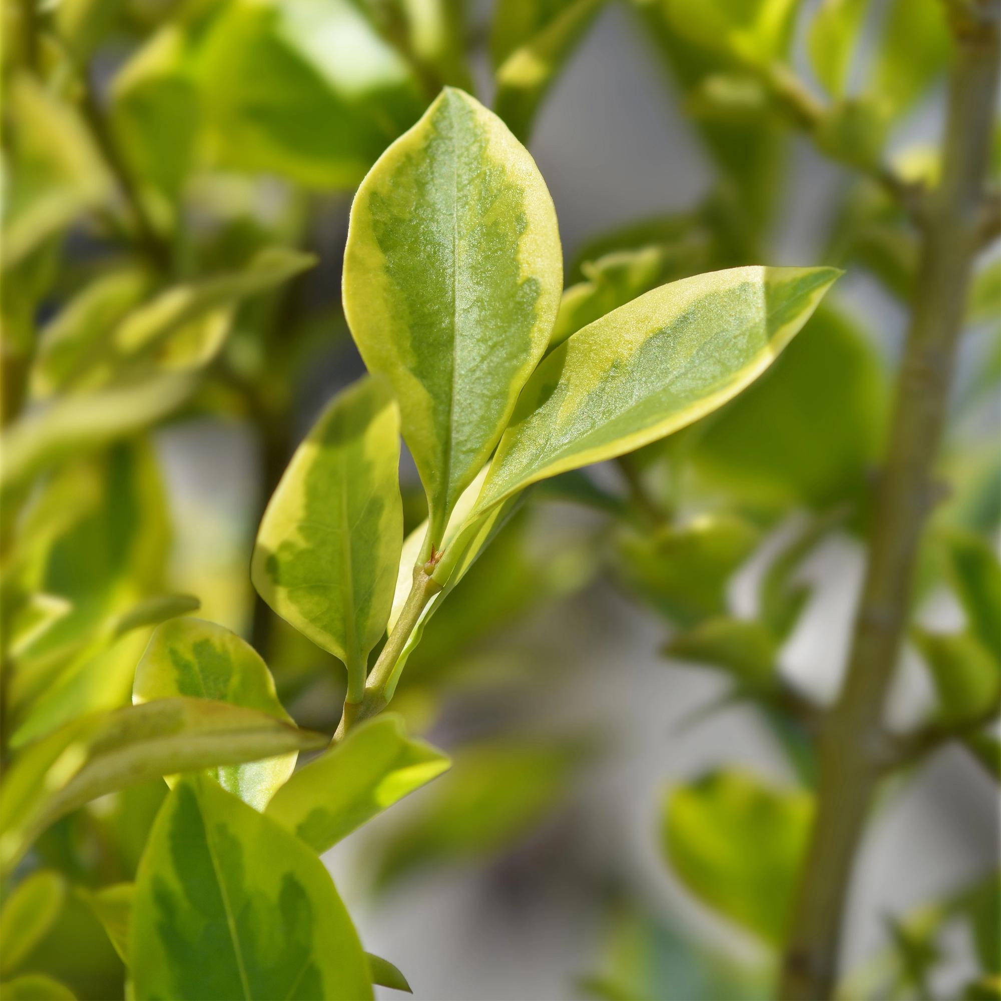 8x Ligustrum ovalifolium Aureum - Bontbladige Liguster - Haagplanten - Groenblijvend - Bont - Pot 9cm - Hoogte 35-45cm